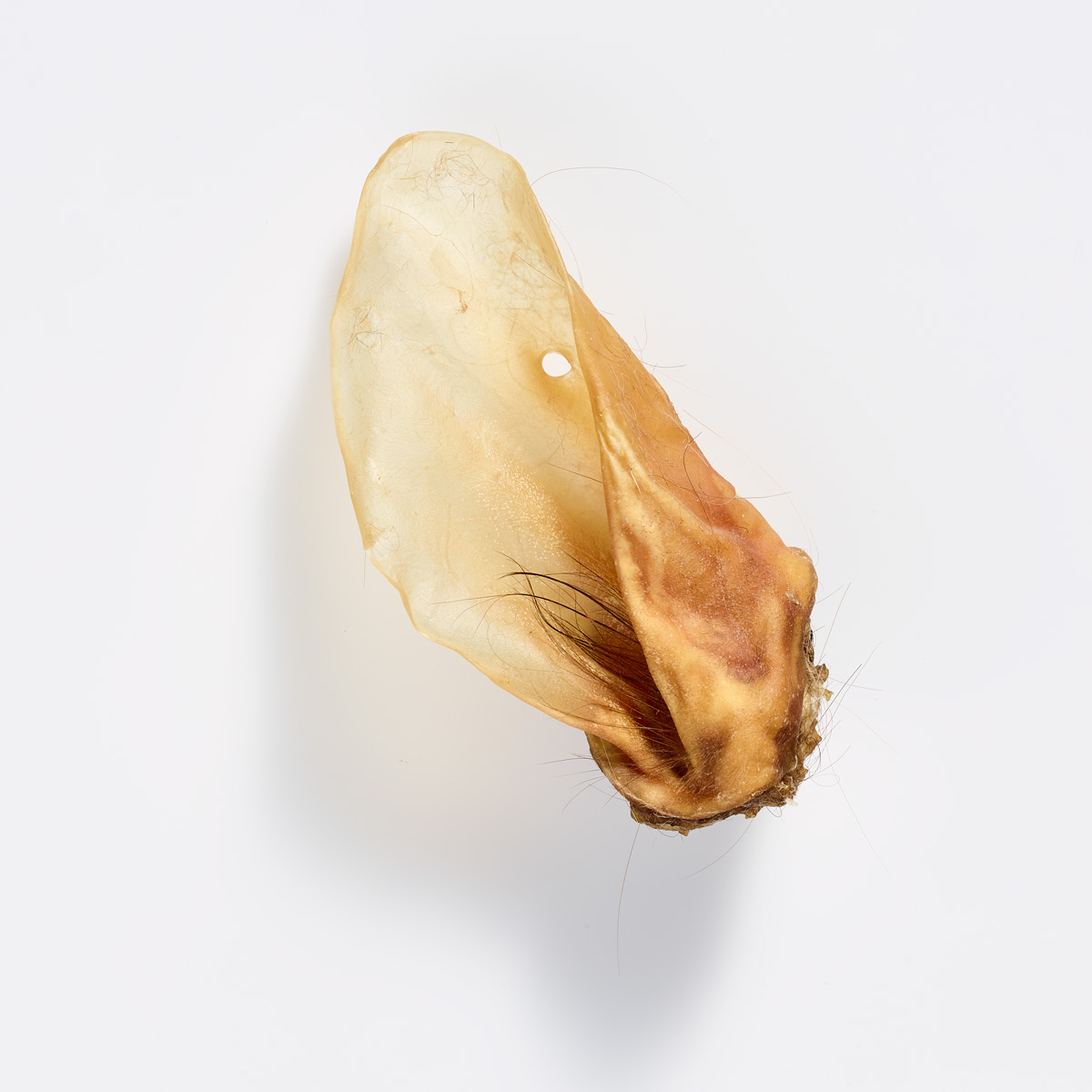 2515_AKUT_80699_Rinderohren-web