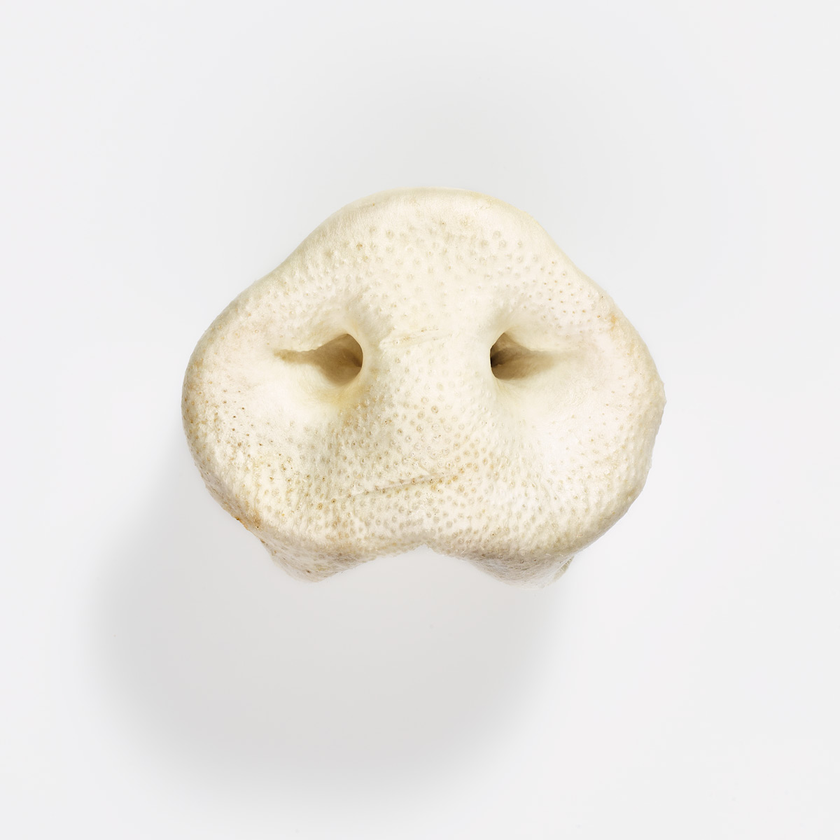 2515_AKUT_81542_PuffedPigNose-web